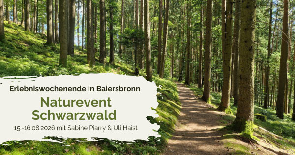 Ein lichtdurchfluteter Weg im sonnigen Schwarzwald mit dem Hinweis auf das Naturevent Schwarzwald