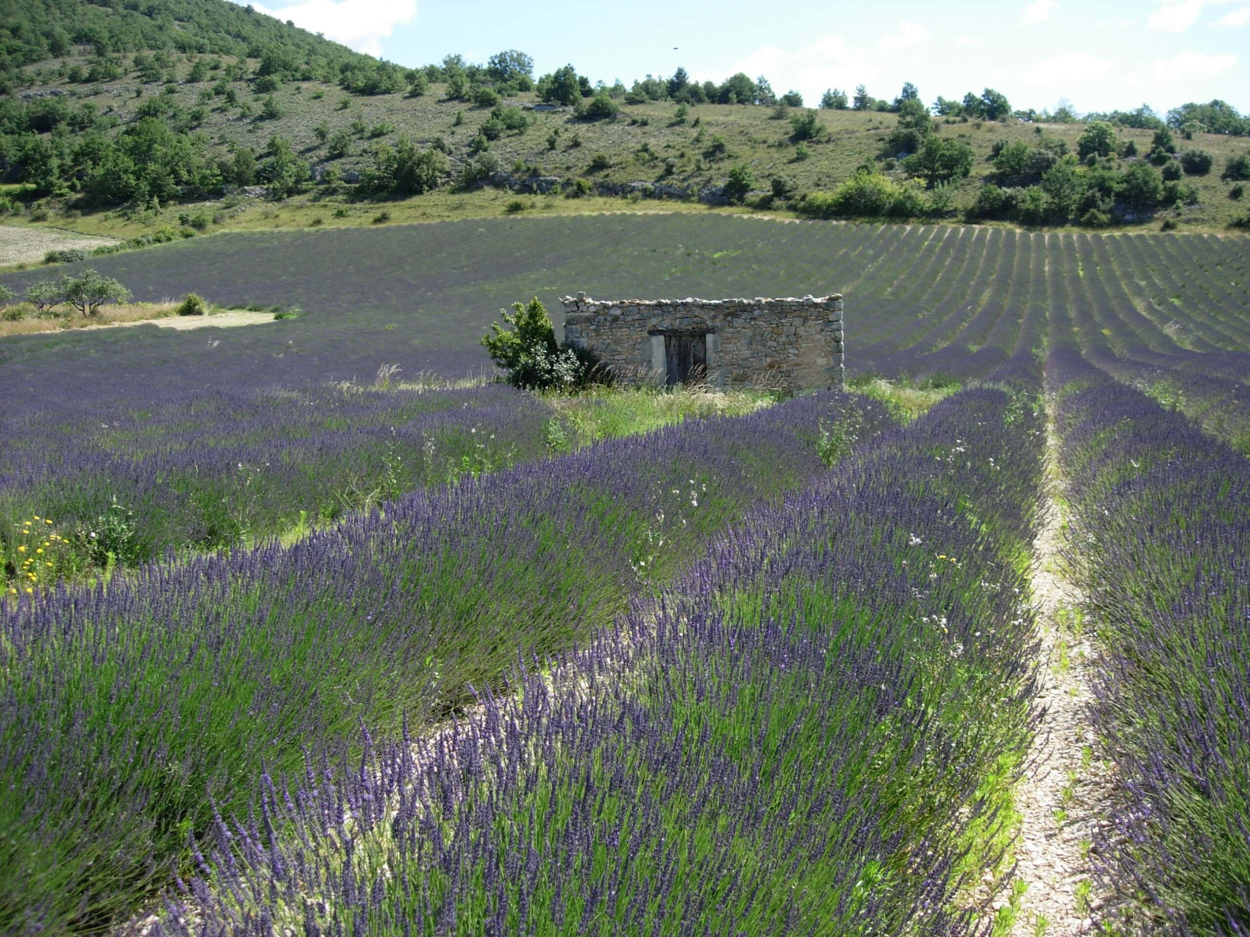 Lavendel mit Bienen